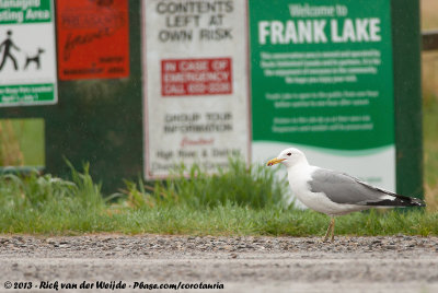 California GullLarus californicus albertaensis