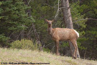 North American Elk  (Wapiti)