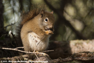 American Red SquirrelTamiasciurus hudsonicus columbianus