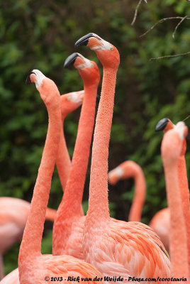 American FlamingoPhoenicopterus ruber