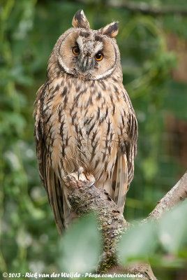 Long-Eared Owl  (Ransuil)