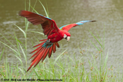 Red-And-Green MacawAra chloropterus