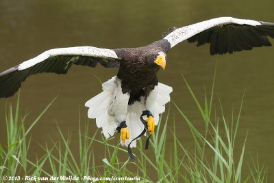 Steller's Sea-EagleHaliaeetus pelagicus