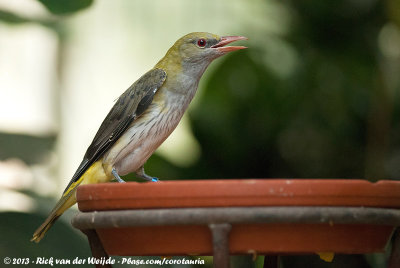 Eurasian Golden OrioleOriolus oriolus