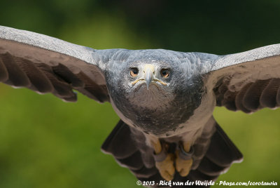 Black-Chested Buzzard-Eagle<br><i>Geranoaetus melanoleucus ssp.</i>