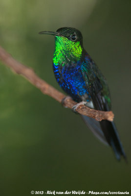 Fork-Tailed Woodnymph  (Vorkstaartbosnimf)