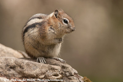 Golden-Mantled Ground SquirrelSpermophilus lateralis tescorum