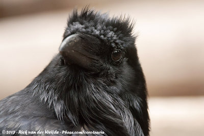 Northern RavenCorvus corax principalis