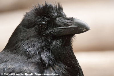 Northern RavenCorvus corax principalis