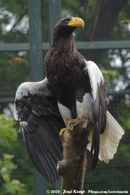 Steller's Sea-EagleHaliaeetus pelagicus