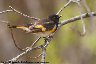 American RedstartSetophaga ruticilla