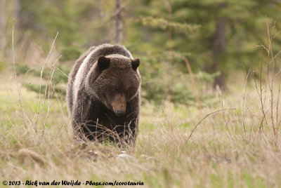 Grizzly BearUrsus arctos horribilis