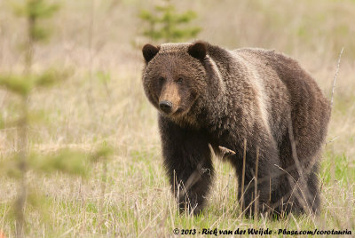 Grizzly BearUrsus arctos horribilis