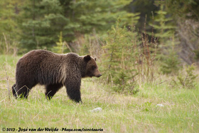 Grizzly BearUrsus arctos horribilis