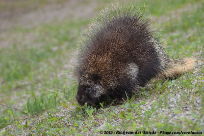 North American PorcupineErethizon dorsatum nigrescens