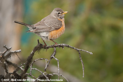 American RobinTurdus migratorius migratorius