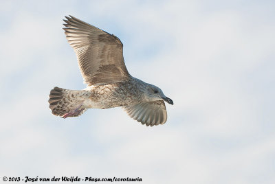 European Herring GullLarus argentatus ssp.