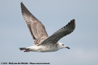 Caspian GullLarus cachinnans