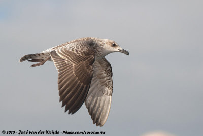 European Herring GullLarus argentatus ssp.