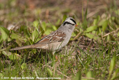 White-Crowned SparrowZonotrichia leucophrys oriantha