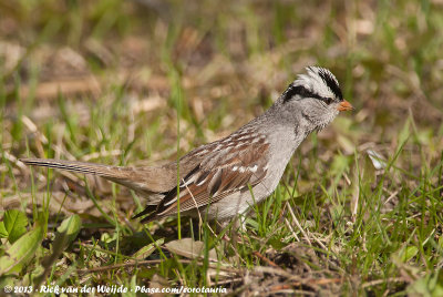 White-Crowned SparrowZonotrichia leucophrys oriantha