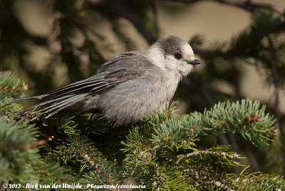 Canada JayPerisoreus canadensis bicolor