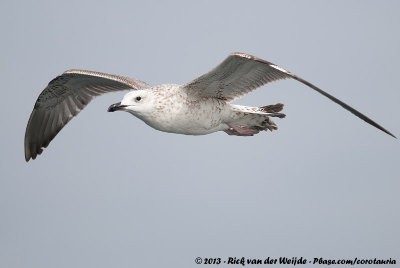 Caspian GullLarus cachinnans