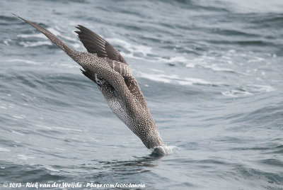 Northern GannetMorus bassanus