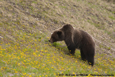 Grizzly Bear<br><i>Ursus arctos horribilis</i>