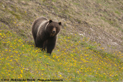 Grizzly Bear<br><i>Ursus arctos horribilis</i>