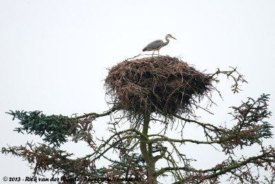 Grey Heron<br><i>Ardea cinerea cinerea</i>