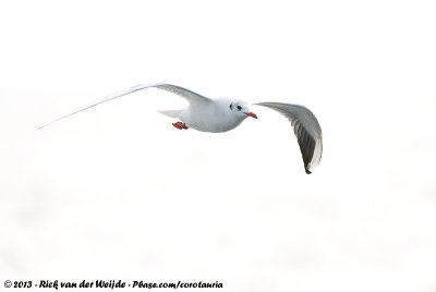 Black-Headed GullChroicocephalus ridibundus