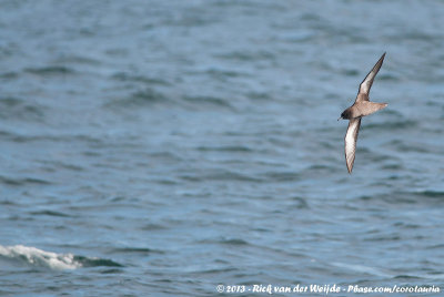 Sooty Shearwater  (Grauwe Pijlstormvogel)