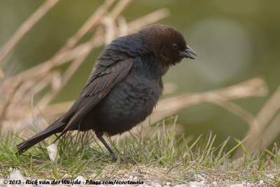 Brown-Headed CowbirdMolothrus ater artemisiae