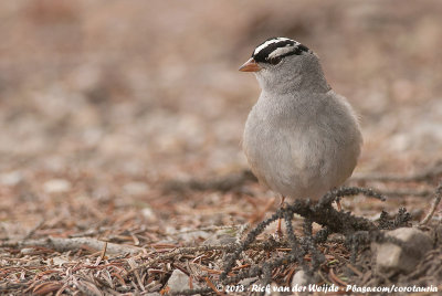 White-Crowned SparrowZonotrichia leucophrys oriantha