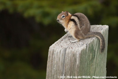 Golden-Mantled Ground SquirrelSpermophilus lateralis tescorum