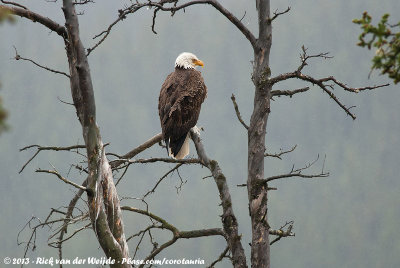 Bald Eagle (Amerikaanse Zeearend)