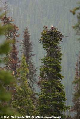 Bald EagleHaliaeetus leucocephalus washingtoniensis