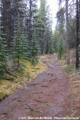 Forest Path to Moose Lake