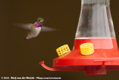 Calliope Hummingbird  (Calliopekolibrie)