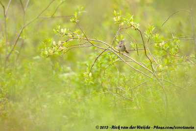 Lincoln's SparrowMelospiza lincolnii lincolnii