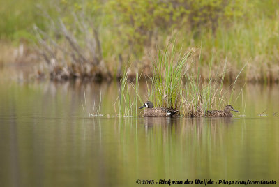 Blue-Winged Teal  (Blauwvleugeltaling)