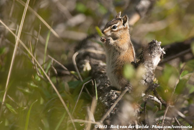 Least ChipmunkTamias minimus oreocetes