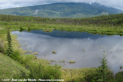 Cottonwood Slough