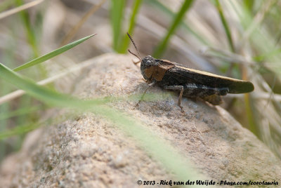 Speckledwinged GrasshopperArphia conspersa