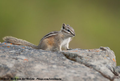 Least ChipmunkTamias minimus oreocetes