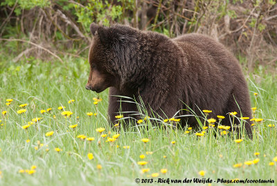 Grizzly BearUrsus arctos horribilis