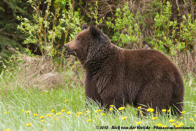 Grizzly BearUrsus arctos horribilis