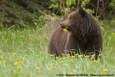 Grizzly BearUrsus arctos horribilis