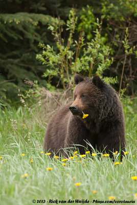 Grizzly Bear<br><i>Ursus arctos horribilis</i>